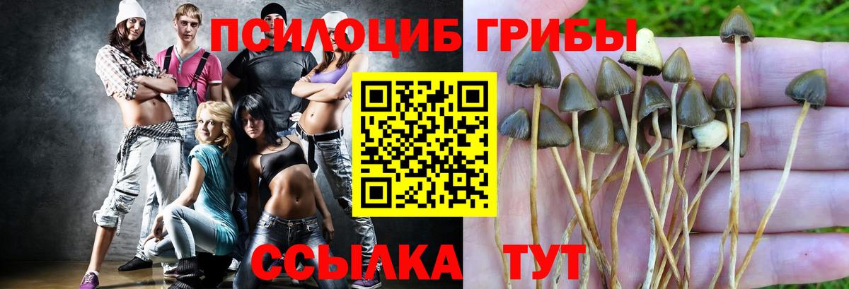 Псилоцибиновые грибы Psilocybine cubensis  купить закладку  Зеленокумск  Вход с VPN 